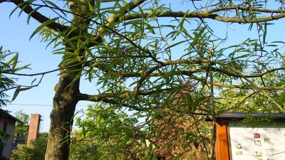 Quercus phellos - dub čárkolistý